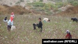 Lebabyň käbir etraplarynda baýramçylyk günlerinde-de pagta ýygyp ýören daýhanlara duşmak bolýar. Lebap, 27-njy oktýabr.