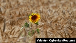 Аграрии говорят, что нужна государственная программа для страхования рисков фермеров