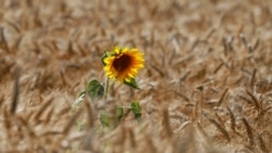 Diňle: Bergili daýhanlara günebakar ekdirýärler, telekeçiler 'ýol ýamaýar'