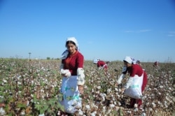 Сбор хлопка. Иллюстративное фото.