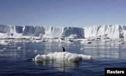 Ээриген мөңгүнүн үстүндө турган пингвин. Чыгыш Антарктика.