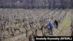 Виноградник під Алуштою, архівне фото