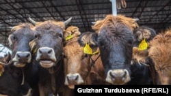 Кыргызстандын малы.