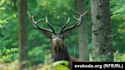 У Белавескай пушчы