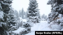 Ысык-Көлдөгү Жыргалаң өрөөнү.