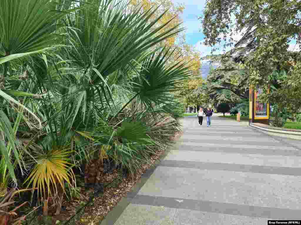 У Ялті одні з найгарнішихі пальм в Криму