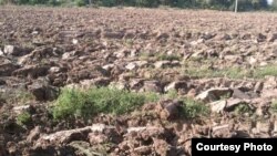 Ўтган йили Шаҳрисабз прокурори фермерларнинг бедазорларини ҳам буздириб ташлаган эди.