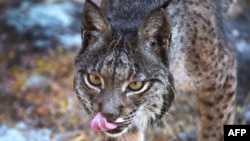 Ілюстрацыйнае фота