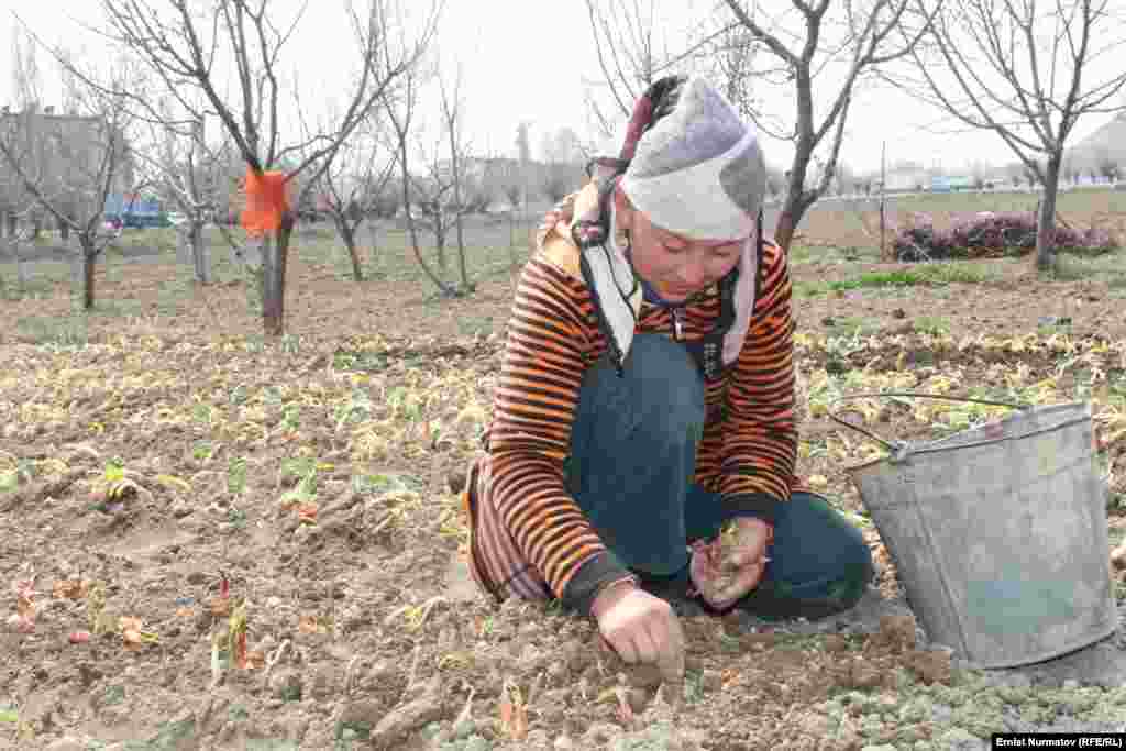 По состоянию на 30 марта пятью банками страны фермерам выдано 5618 кредитов всего на общую&nbsp; сумму 1 млрд. 112,5 млн. сомов