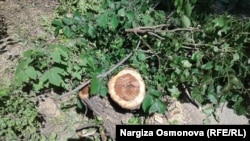 Бишкек. Токтоналиев көчөсүндөгү кыйылган бак.