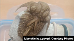 Адна з каштоўных закамянеласьцяў, знойдзеных у аўтамабілі