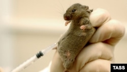 Кыргызстандык жаш окумуштуулардын ачылыштары дүйнөнү дүңгүрөтөр бекен?