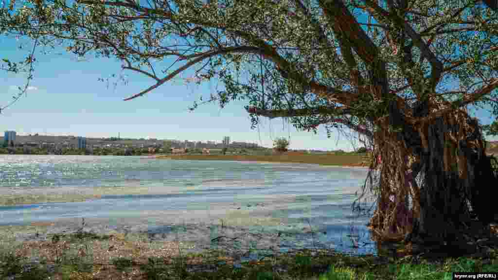 Suv yalı boyu turğan yalıñız tereklerge yaqınlaştı. Mayısnıñ başında bu tereklerniñ tübünde adamlar kebap qavura ediler