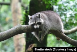 Янот-паласкун