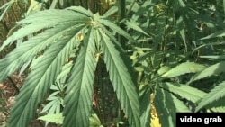 Иллюстрациялык сүрөт.