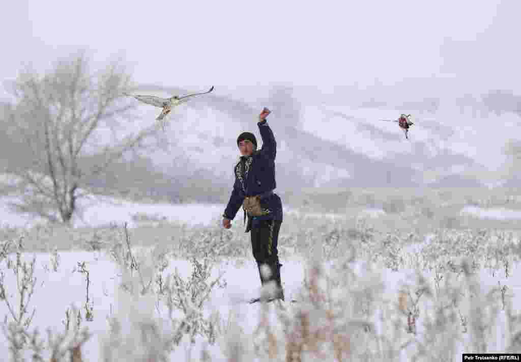 Ловен сокол преследва мъртъв гълъб, завързан за въже.