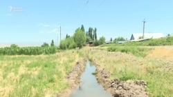 Кургакчылык кесепети: жаан жок, суу жок, чөп тартыш