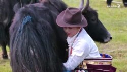 چینایانو څنګه د شیدو لوشلو نړیوال رېکارډ جوړ کړ؟
