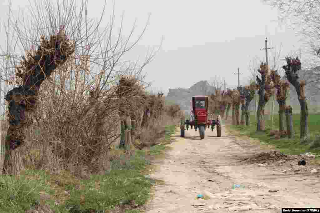 Республиканским госсемфондом распределено на посев хозяйствующим субъектам 403 тонны семян яровых зерновых колосовых культур