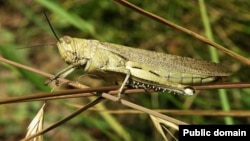 Татарстанга саранча яный