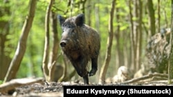 Фота ©Shutterstock