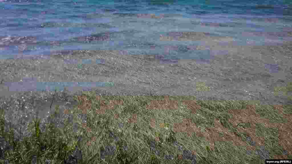 Qoyu ot basqan çimenlik suv tübünde qaldı