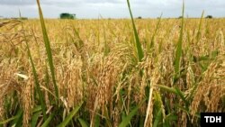 Şaly. Türkmenistan.