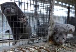 წაულების ფერმა