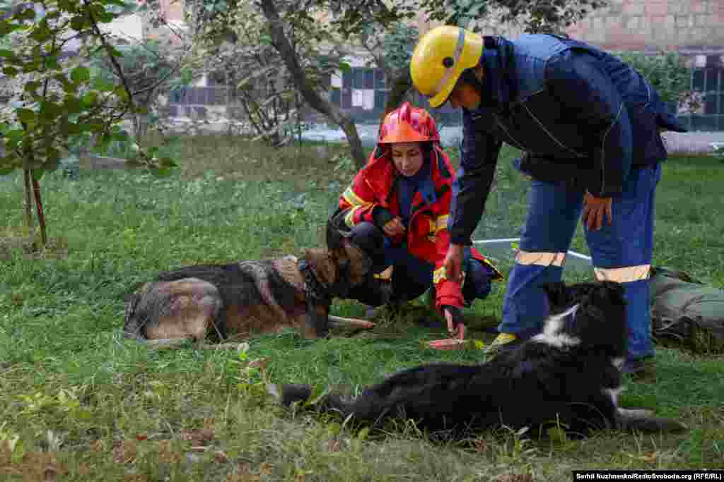 Спасатели успокаивают домашних животных, которые остались без хозяев