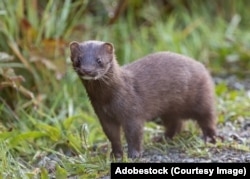 Амэрыканская норка