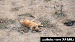 В Ашхабаде уничтожают бездомных животных 