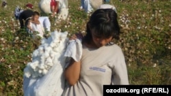 Дети собирают хлопок. Узбекистан, 2011