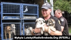 Безпритульні собаки у Донецькій області. 2019 рік