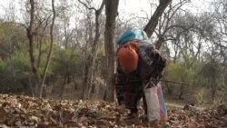 د قرغیزستان د غوزانو تر ټولو لوی طبیعي ځنګل کې ونې په کمېدو دي