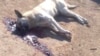 Убитая на улице собака, Ашхабад (архивное фото)  