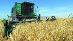 Türkmenistan dabara bilen bugdaý ekýär, daýhanlar 'kömege mätäç'