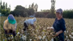 Diňle: Türkmenistanda mejbury zähmet tejribesi döwlet derejesinde bat alýar