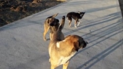 Türkmenabatda haýwanlara garşy gaýtadan güýçlenen ýowuzlyk gizlin amal edilýär
