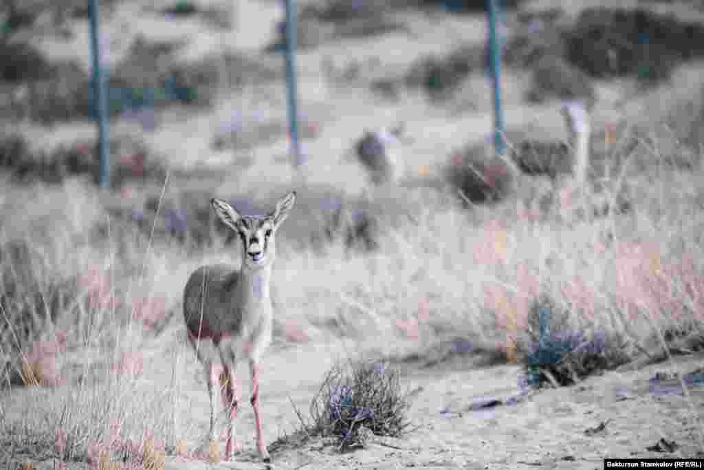 Жейрендин жашоо-шартына өзгөчө Ысык-Көлдүн Тоң району туура келет.