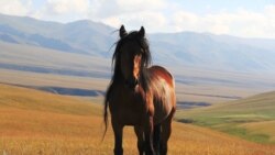 Тест: Алмачуар 2