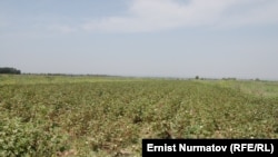 Möwlamow: "Hökümet daýhanlaryň gowaçalaryna zyýanly mör-möjekleri ýok edýän dermanlary sepip bermegi, defoliasiýa geçirip bermegi öz üstüne almalydyr".