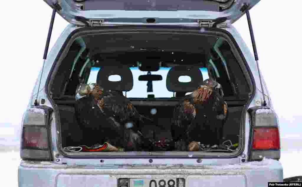 Златни орли чакат в багажника на автомобил по време на състезанието.