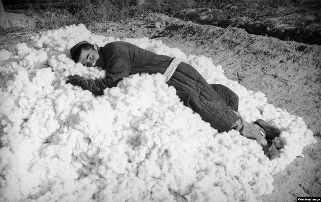 Колхоздо иштеген жумушчу жыйылган пахтанын үстүндө эс алып жатат.