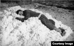 Работник си почива върху току-що събрана камара памук.