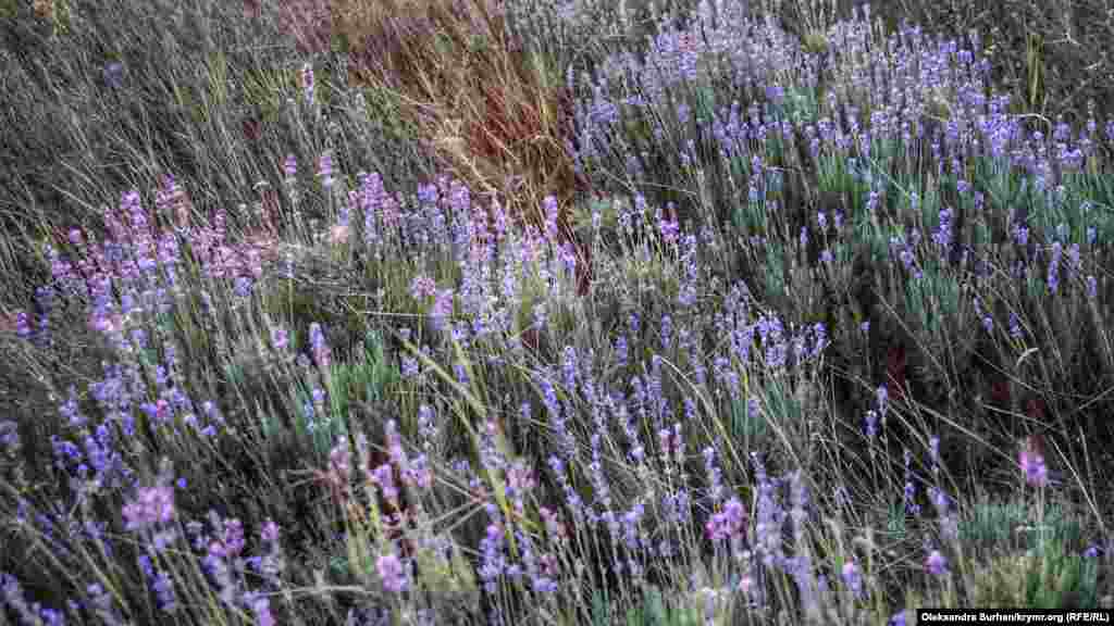 Ağaç Eli (Lekarstvennoye) köyünde kiyik qarabaş ot tarlası. Oña er istegen serbest kirmek mümkün