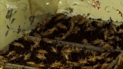 Чегирткеден ун жасап, Кытайга саткан ишкер | БҮГҮН АЗАТТЫКТА | 18.06.21