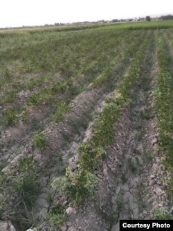 Сувсизликдан қовжираётган картошка