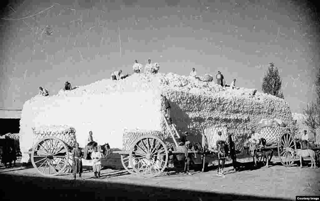 1930-жылдардагы пахта терим. Пахта талаалары - Макс Пенсондун чыгармачылыгындагы өзүнчө тема. Өзбек ССРи Советтер Союзунда пахтанын мекени саналган, жалпы өндүрүштүн 70% камсыздаган.