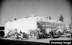 Жътва на памук през 30-те години на миналия век.