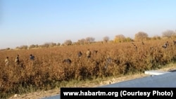 Türkmenistanyň hökümeti pagta önümçiliginde mejbury zähmetden peýdalanmakda yzygiderli tankyt edilýär.